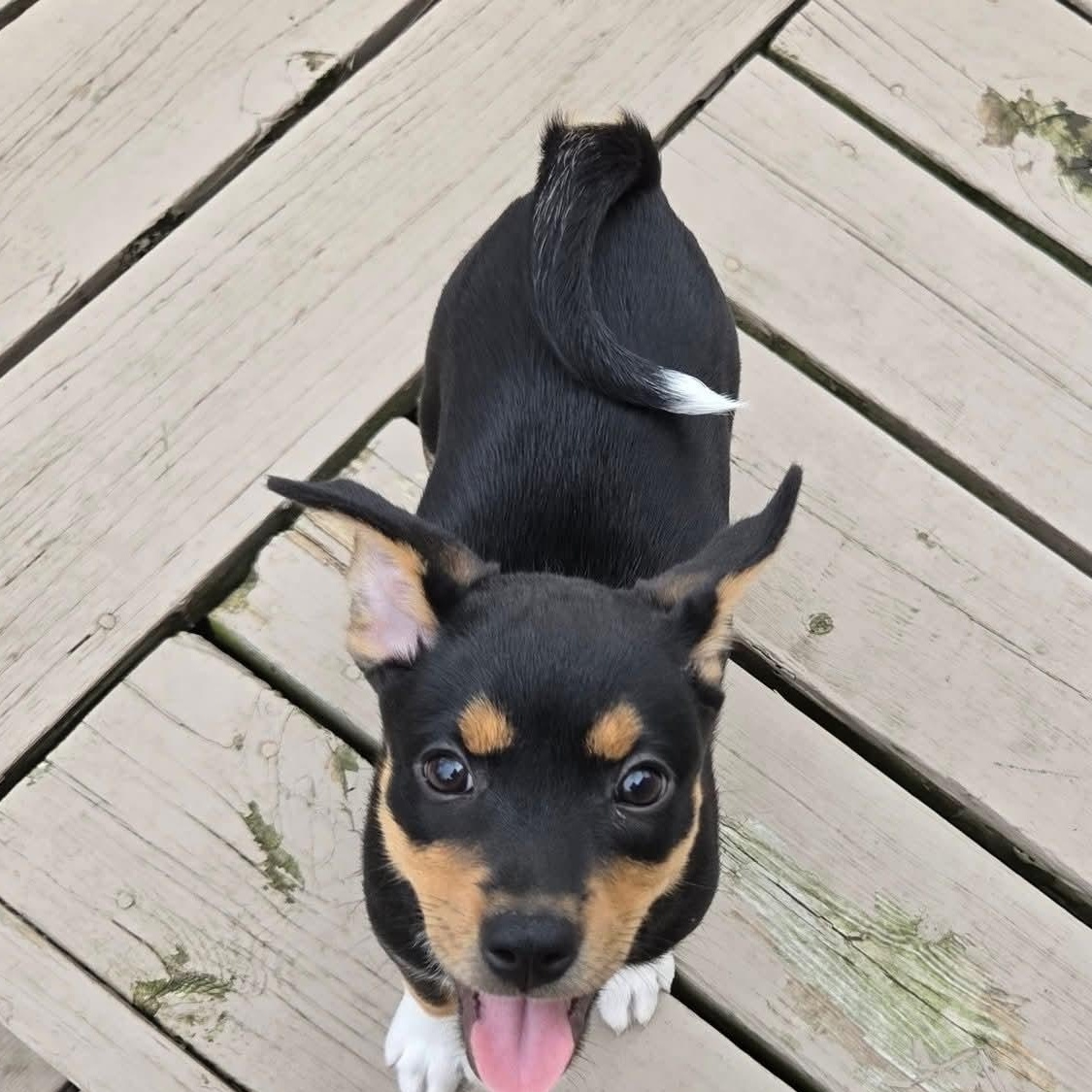 Enlarge Juno- Overwatch Support Squad, a Adoptable mixed breed in Kentwood, MI image 5/6