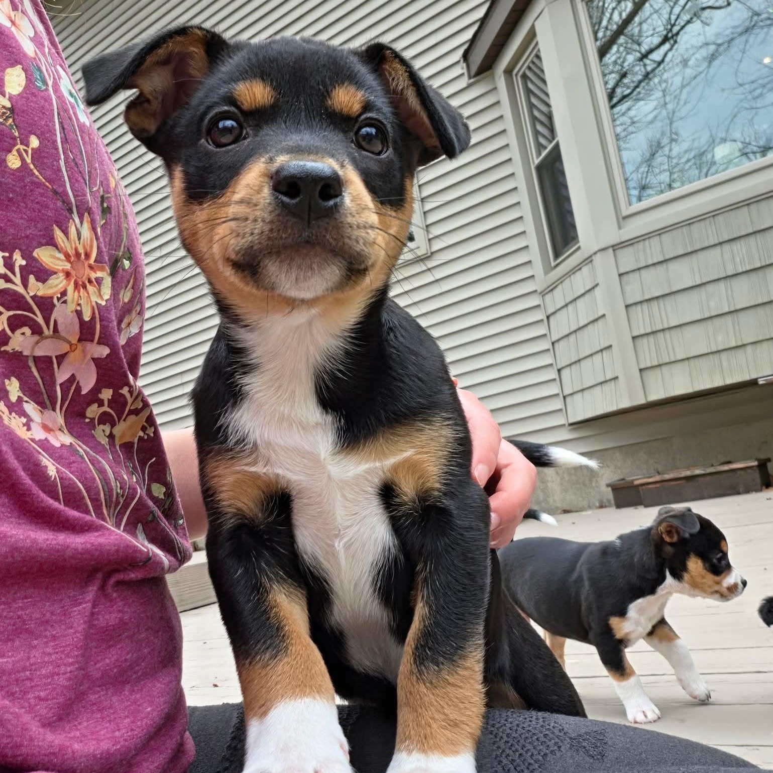 Enlarge Juno- Overwatch Support Squad, a Adoptable mixed breed in Kentwood, MI image 2/6