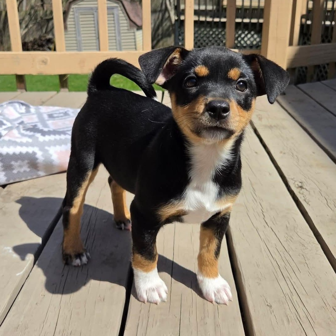 Enlarge Juno- Overwatch Support Squad, a Adoptable mixed breed in Kentwood, MI image 3/6