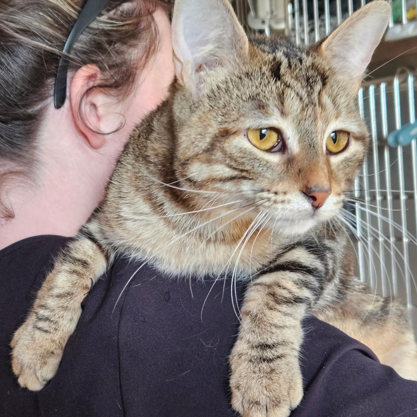 Melody, a Adoptable Oriental Short Hair in Evans City, PA image 1/6