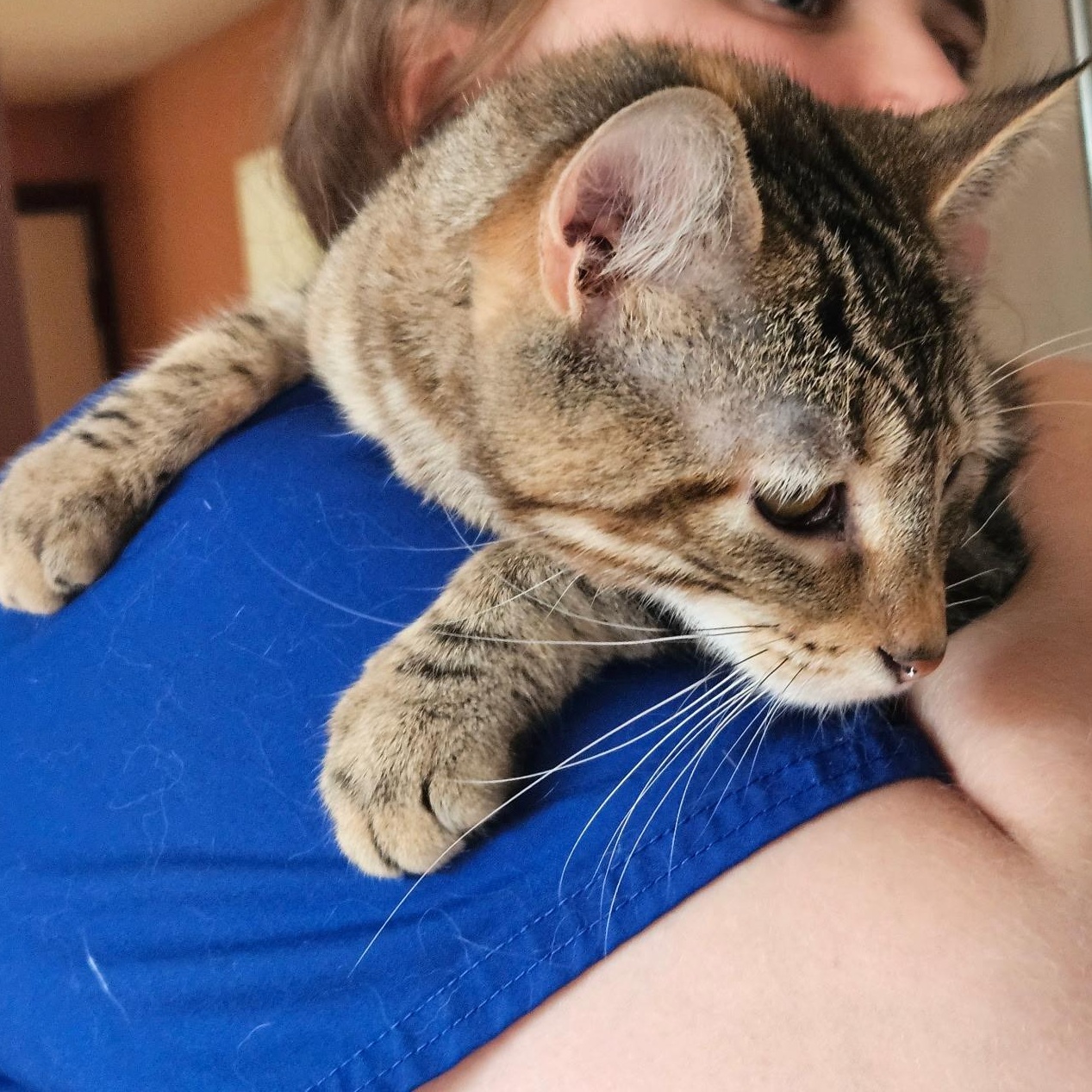 Melody, a Adoptable Oriental Short Hair in Evans City, PA image 2/6