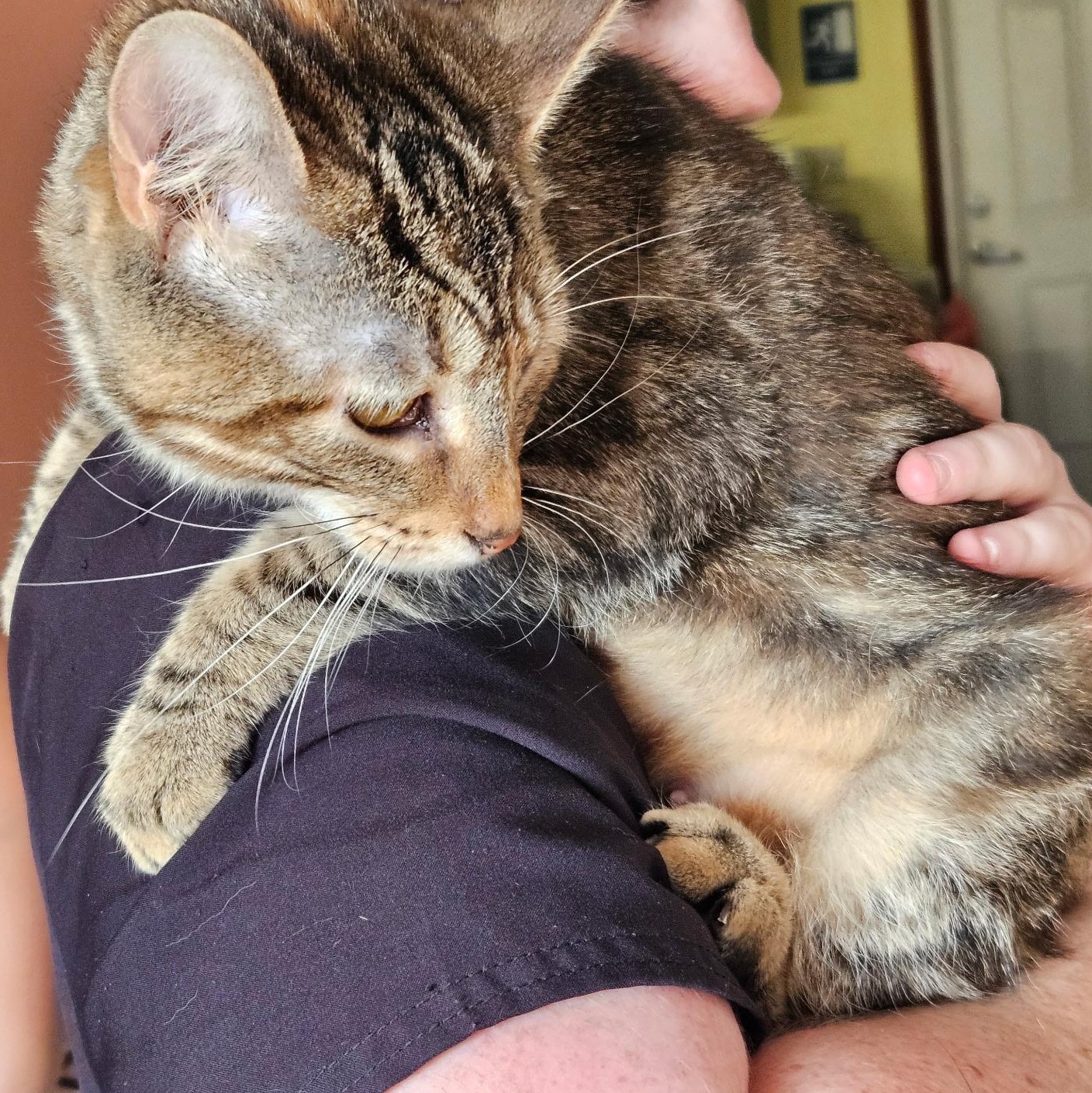 Melody, a Adoptable Oriental Short Hair in Evans City, PA image 3/6