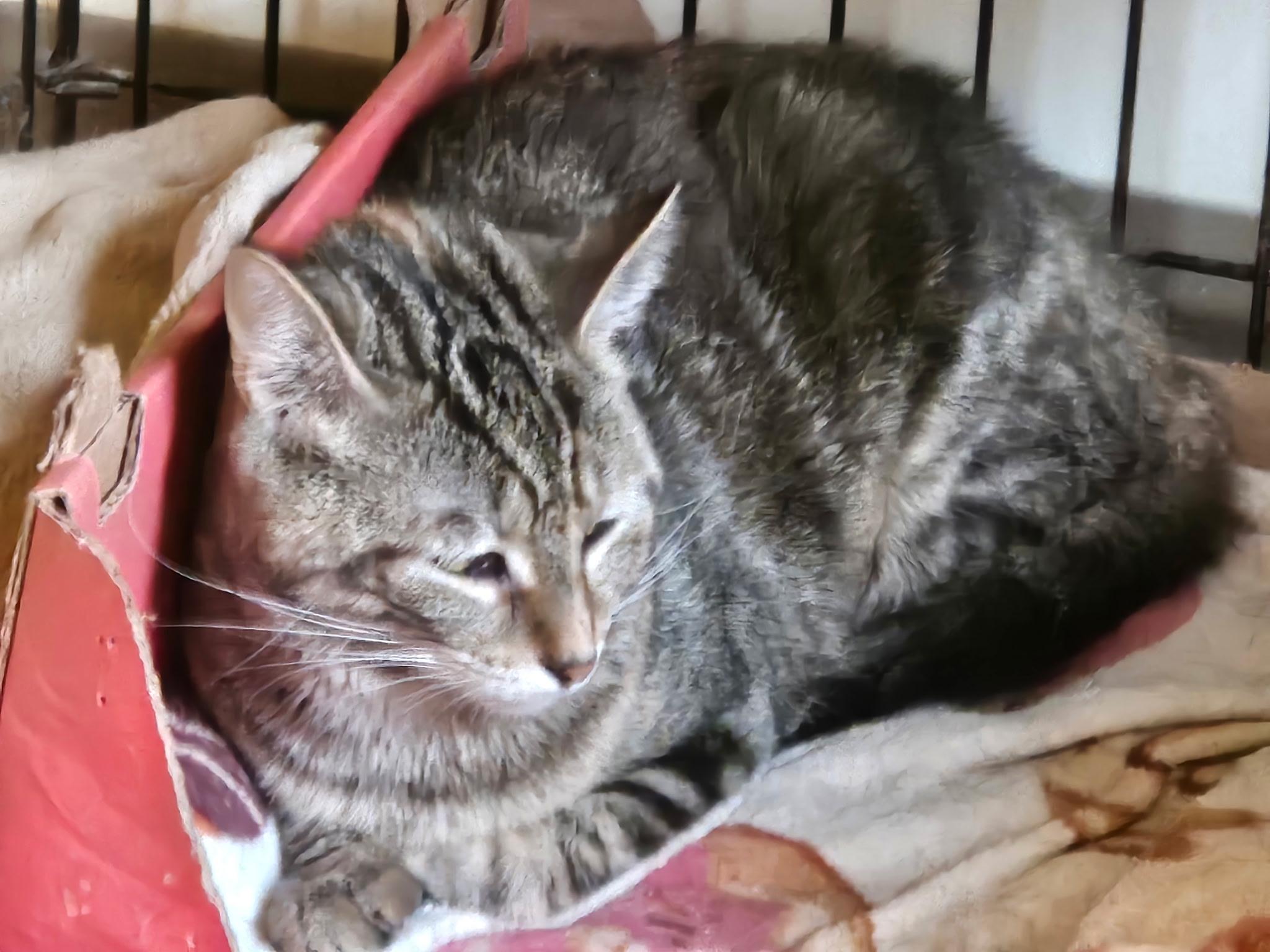 Melody, a Adoptable Oriental Short Hair in Evans City, PA image 4/6