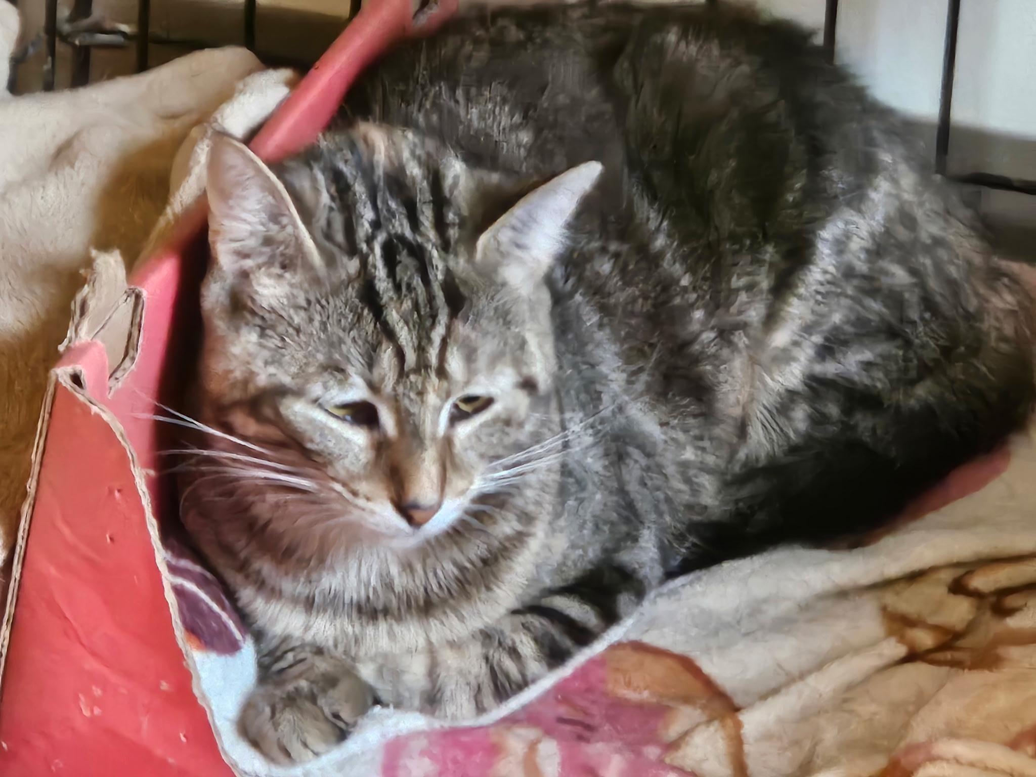 Melody, a Adoptable Oriental Short Hair in Evans City, PA image 5/6