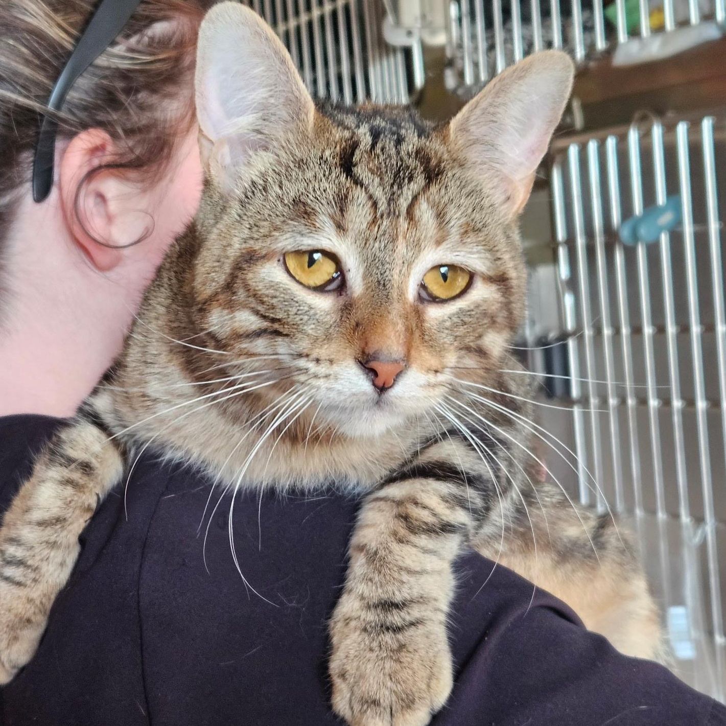 Melody, a Adoptable Oriental Short Hair in Evans City, PA image 6/6
