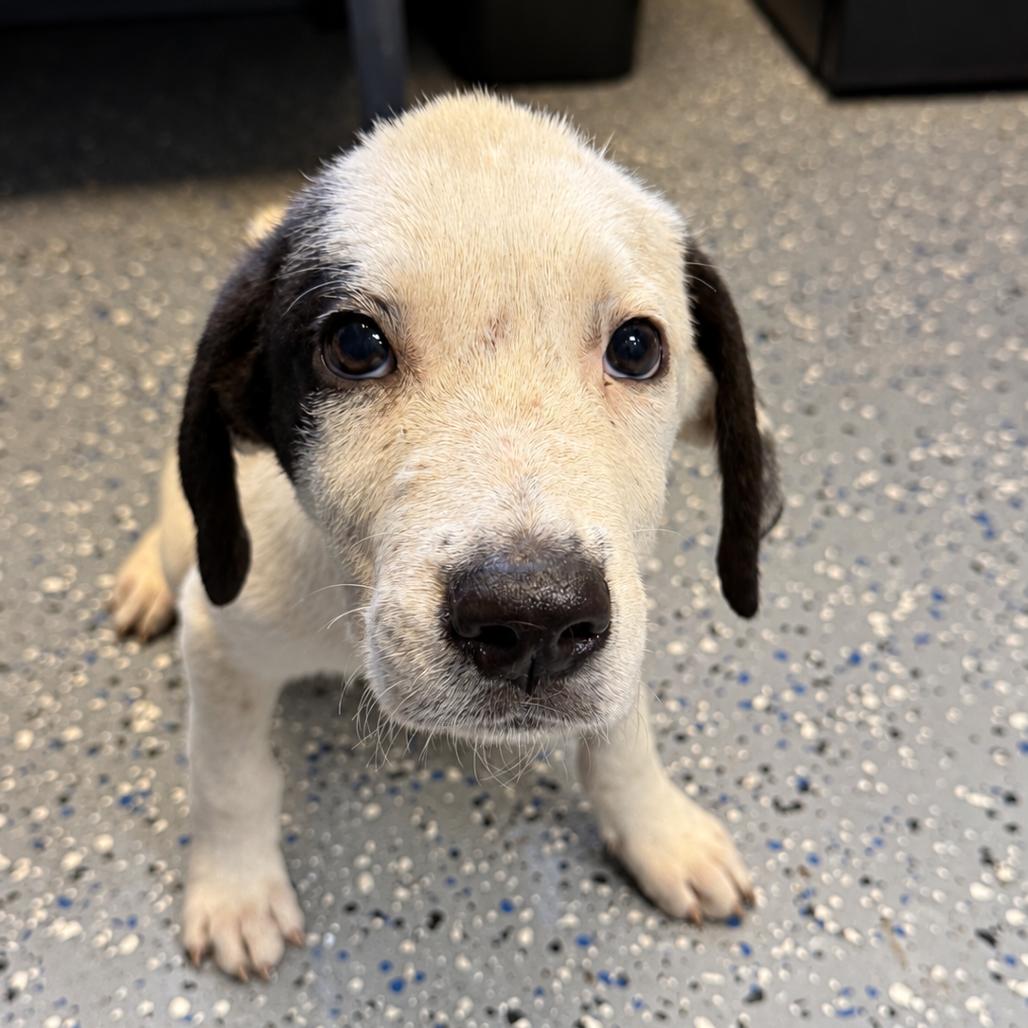 Joe, Adoptable, Puppy Male Labrador Retriever & Great Pyrenees.
