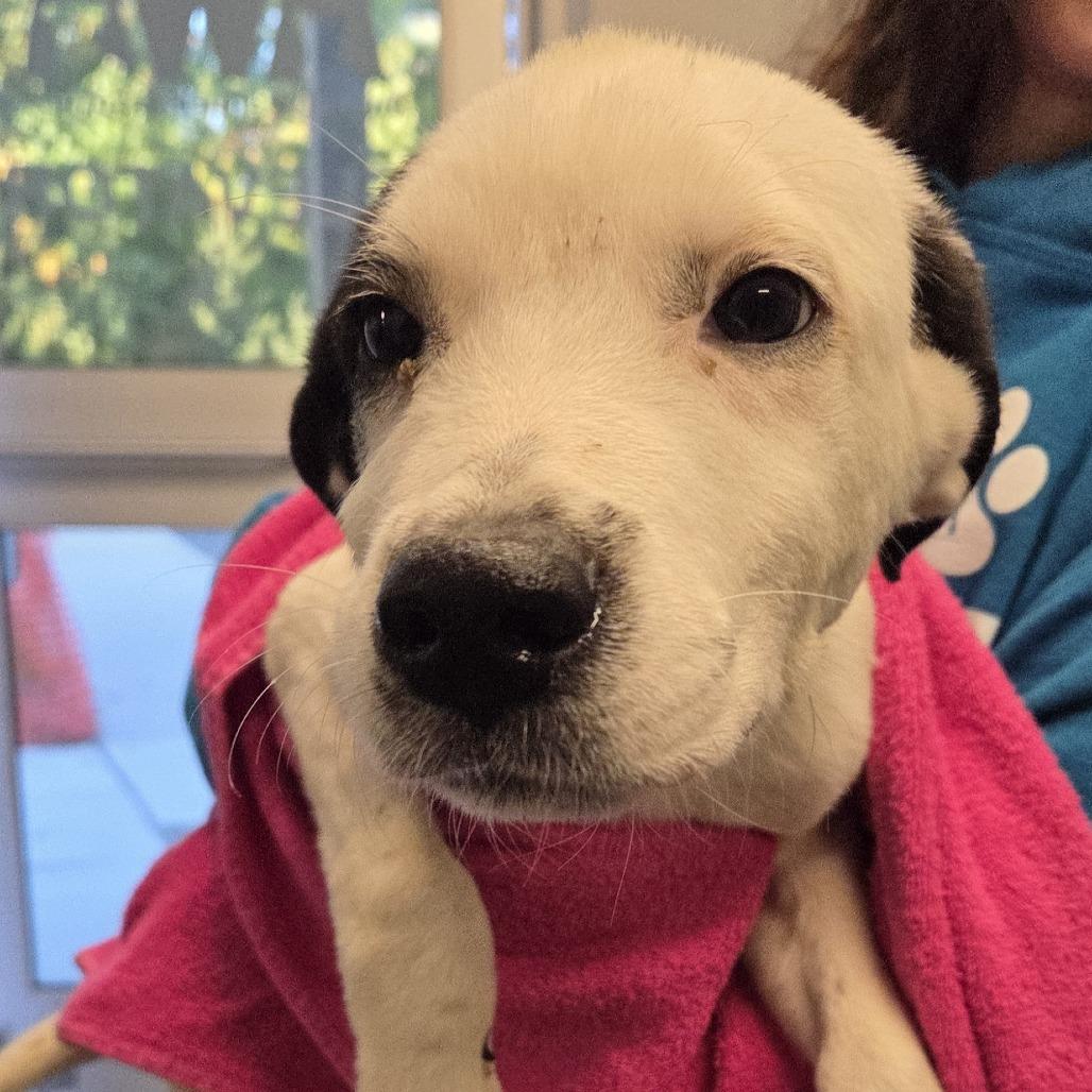 Enlarge Joe, a Adoptable mixed breed in Voorhees, NJ image 2/2