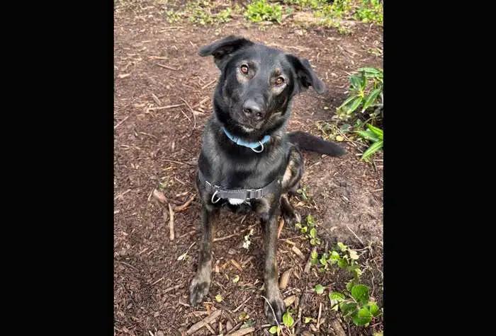 Velma, ADOPTABLE, Adult Female Belgian Shepherd / Malinois.