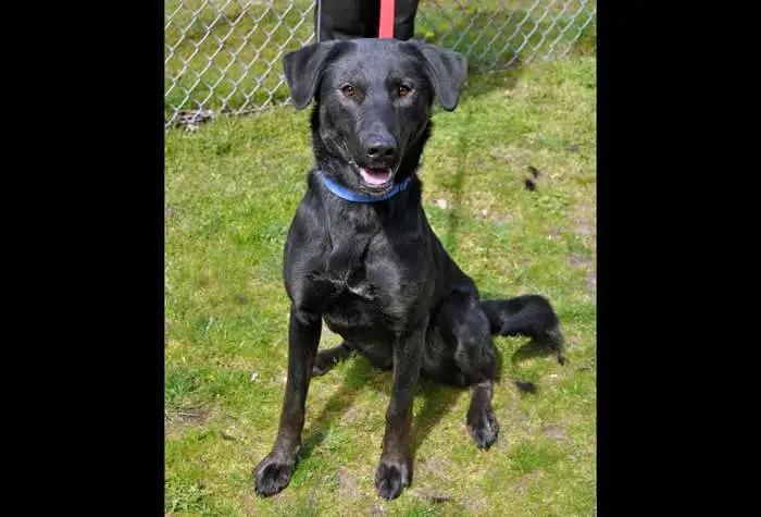 Velma, a ADOPTABLE Belgian Shepherd / Malinois in Coupeville, WA image 2/4