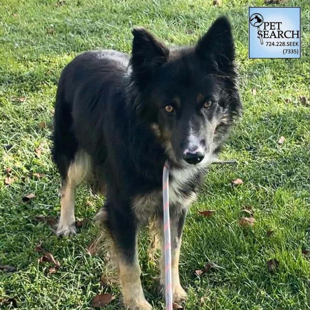 Enlarge Prince, a Adoptable mixed breed in Washington, PA image 1/1