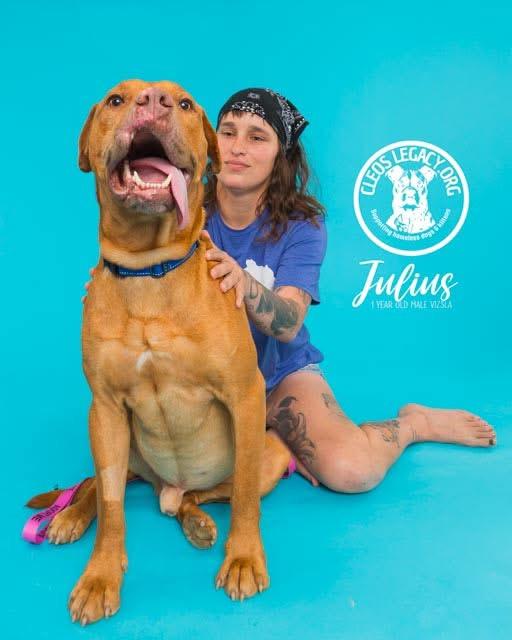 Julius, an adoptable Vizsla in Melbourne, KY, 41059 | Photo Image 3