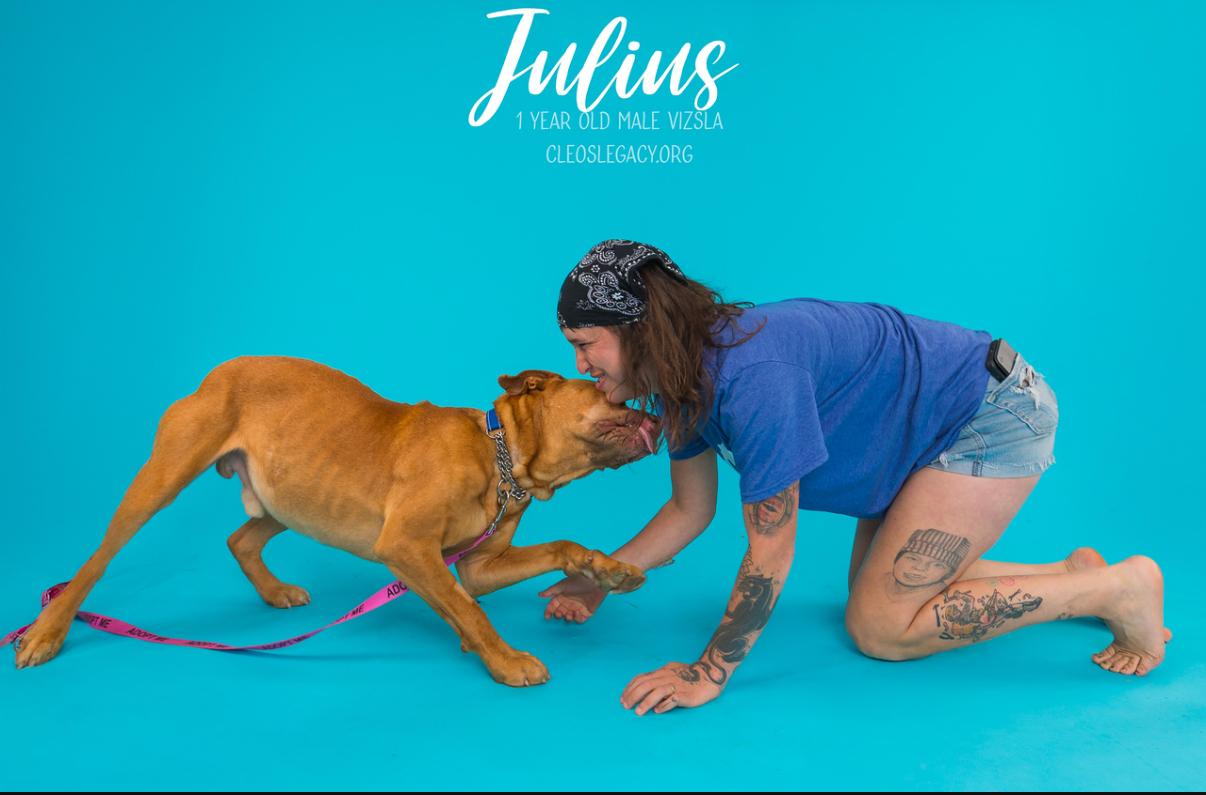 Julius, an adoptable Vizsla in Melbourne, KY, 41059 | Photo Image 6