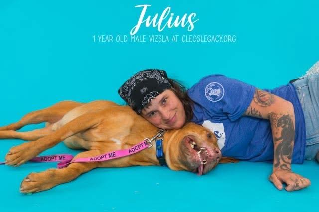 Julius, an adoptable Vizsla in Melbourne, KY, 41059 | Photo Image 2