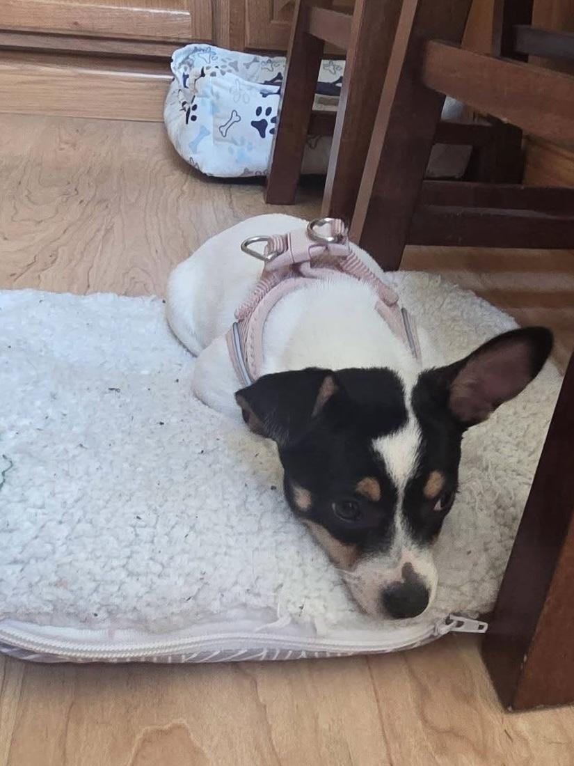 Ghost, a ADOPTABLE mixed breed in Elkhorn, WI image 2/6