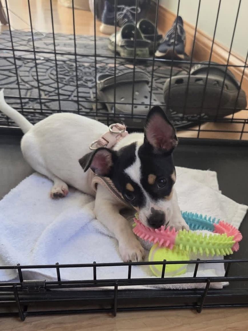 Ghost, a ADOPTABLE mixed breed in Elkhorn, WI image 4/6