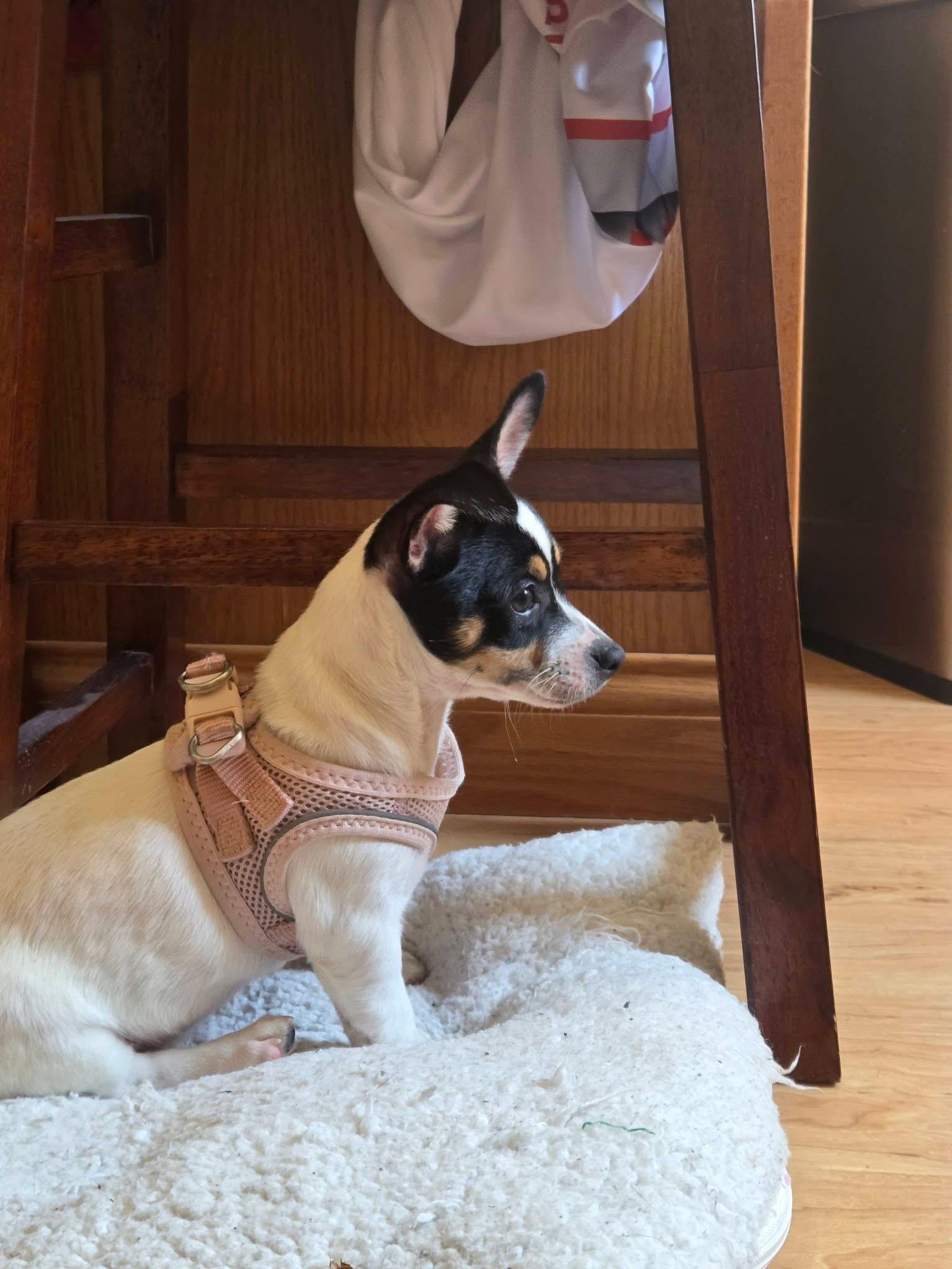 Ghost, a ADOPTABLE mixed breed in Elkhorn, WI image 3/6