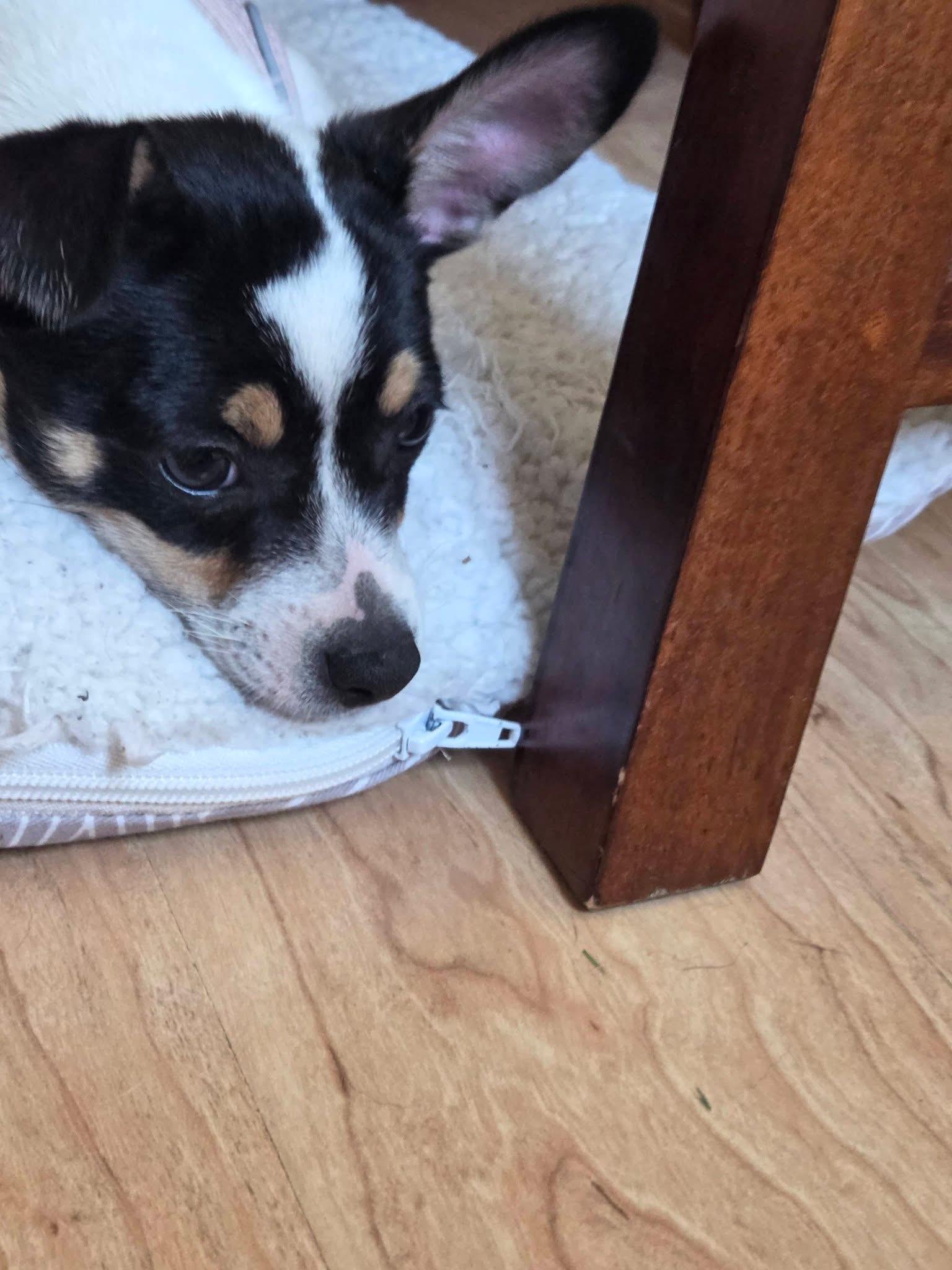 Ghost, a ADOPTABLE mixed breed in Elkhorn, WI image 6/6
