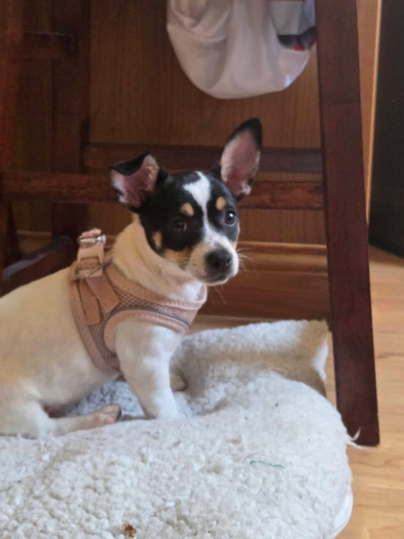 Ghost, a ADOPTABLE mixed breed in Elkhorn, WI image 1/6