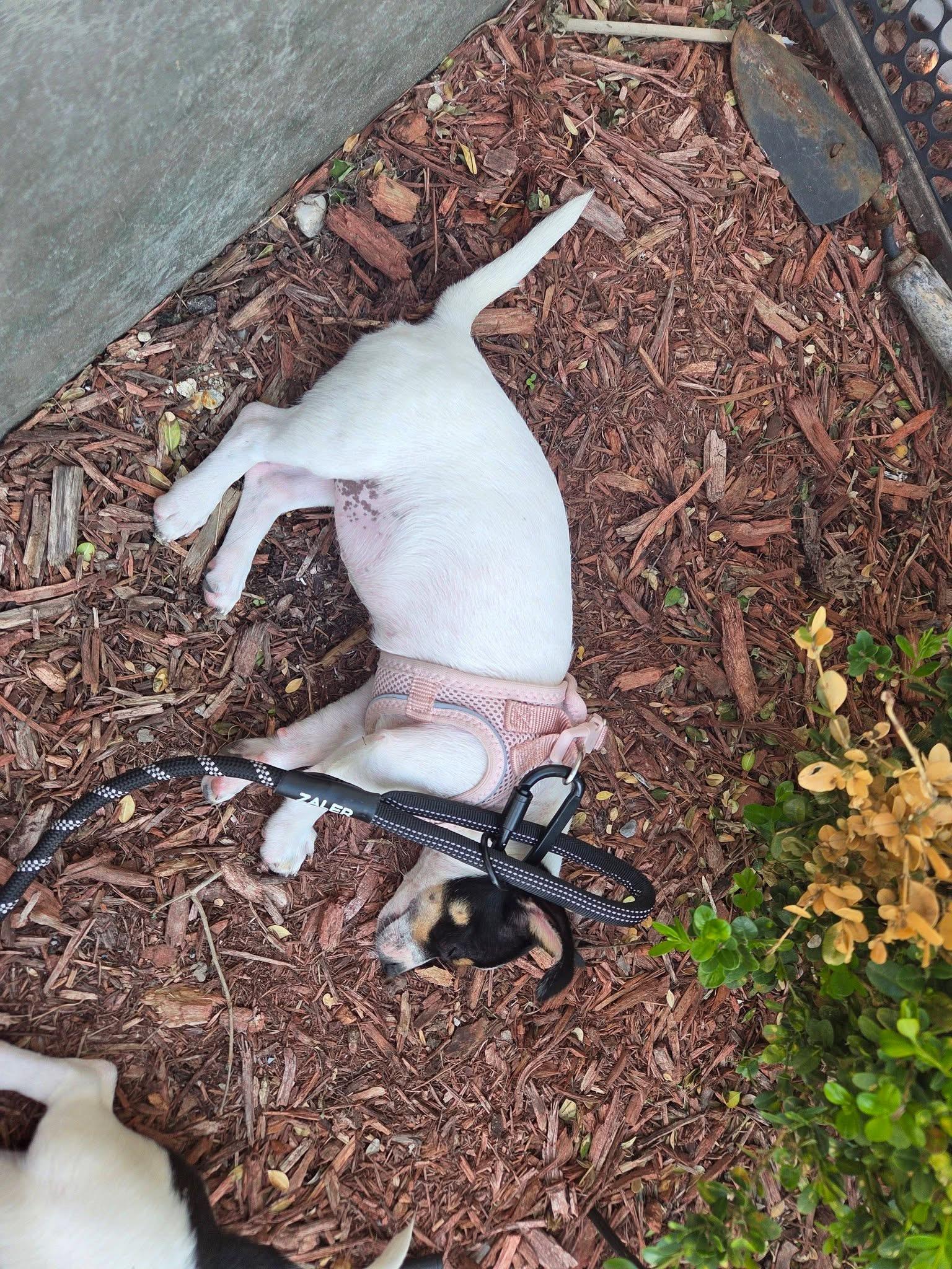 Ghost, a ADOPTABLE mixed breed in Elkhorn, WI image 5/6