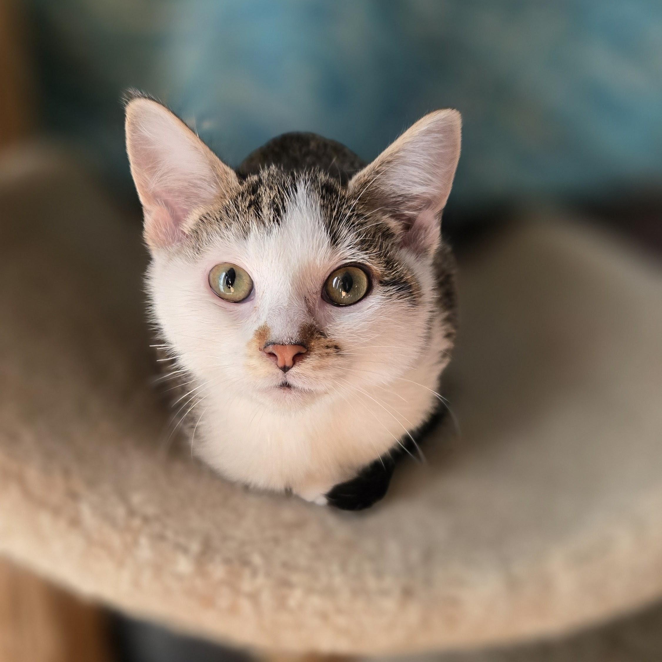 Poseidon, a Adoptable Domestic Short Hair in Swartz Creek, MI image 1/3