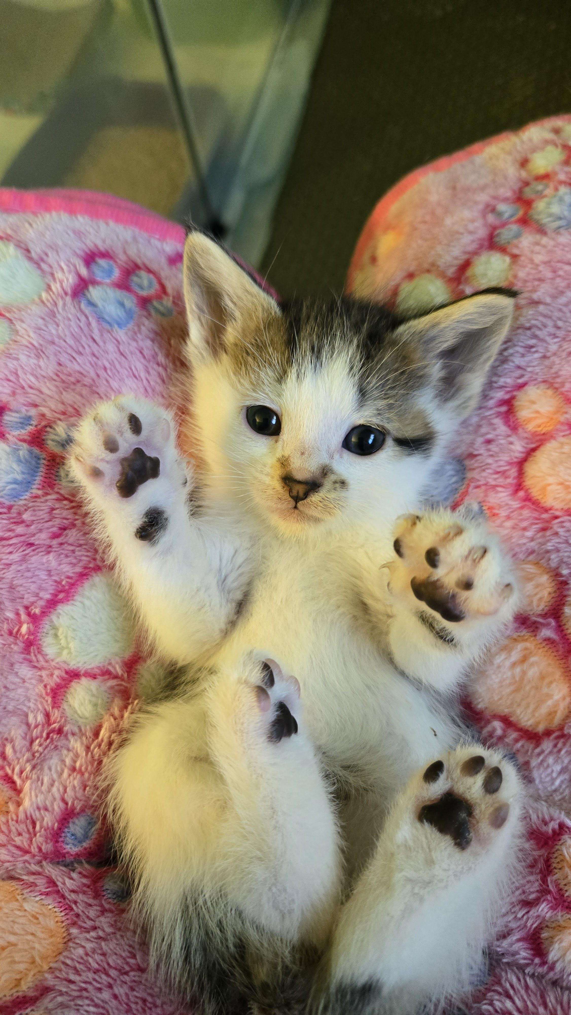 Poseidon, a Adoptable Domestic Short Hair in Swartz Creek, MI image 2/3