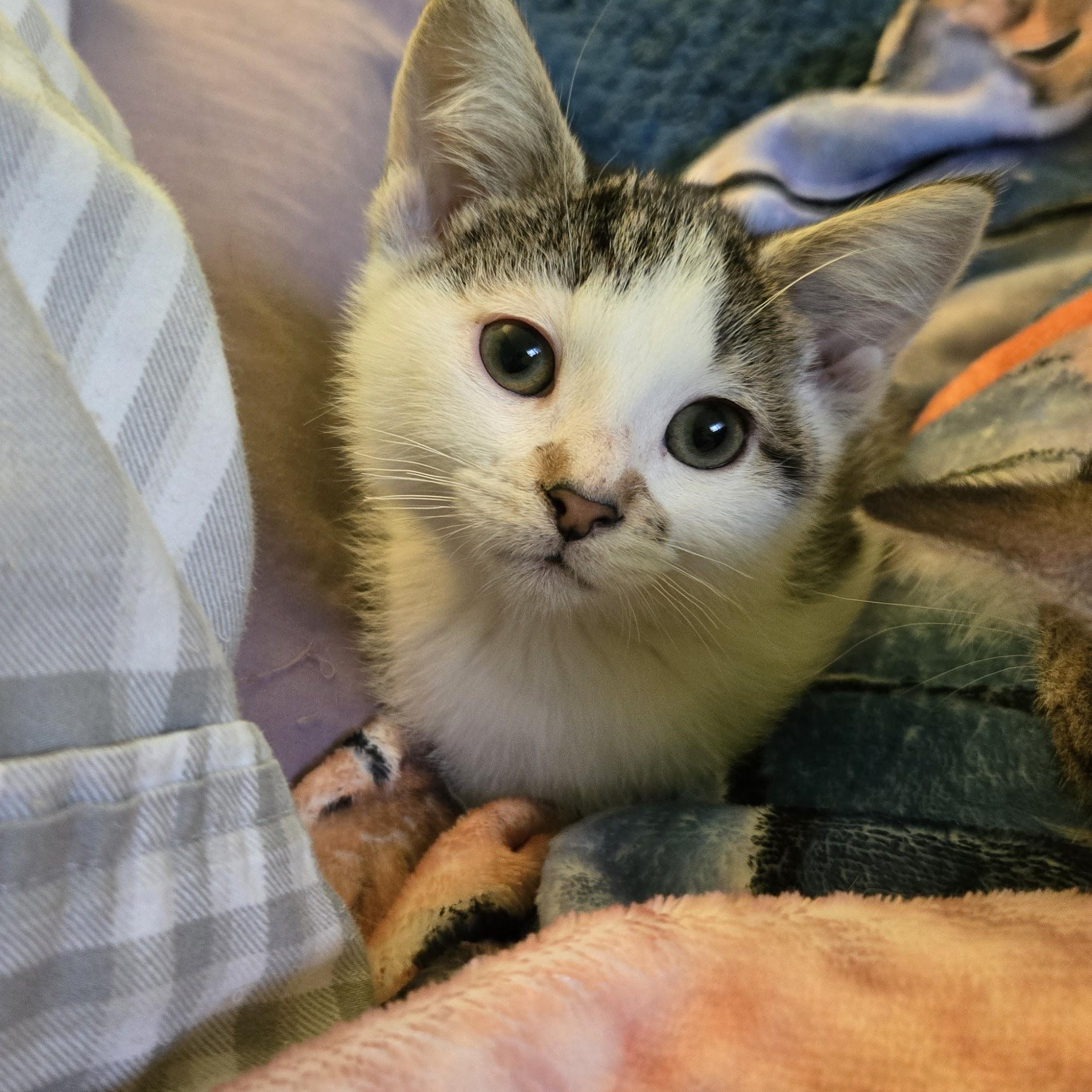 Poseidon, a Adoptable Domestic Short Hair in Swartz Creek, MI image 3/3