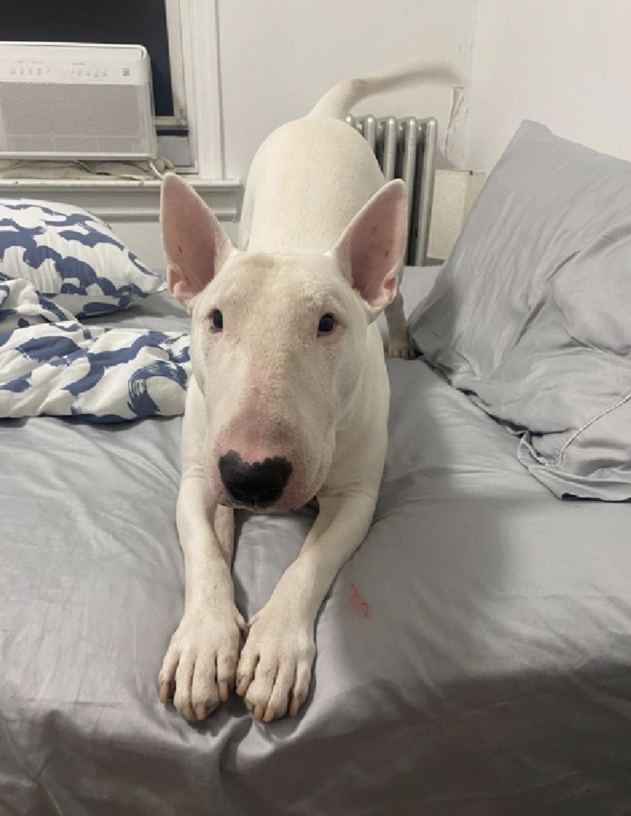 25-098 Maximum, Adoptable, Adult Male Bull Terrier.