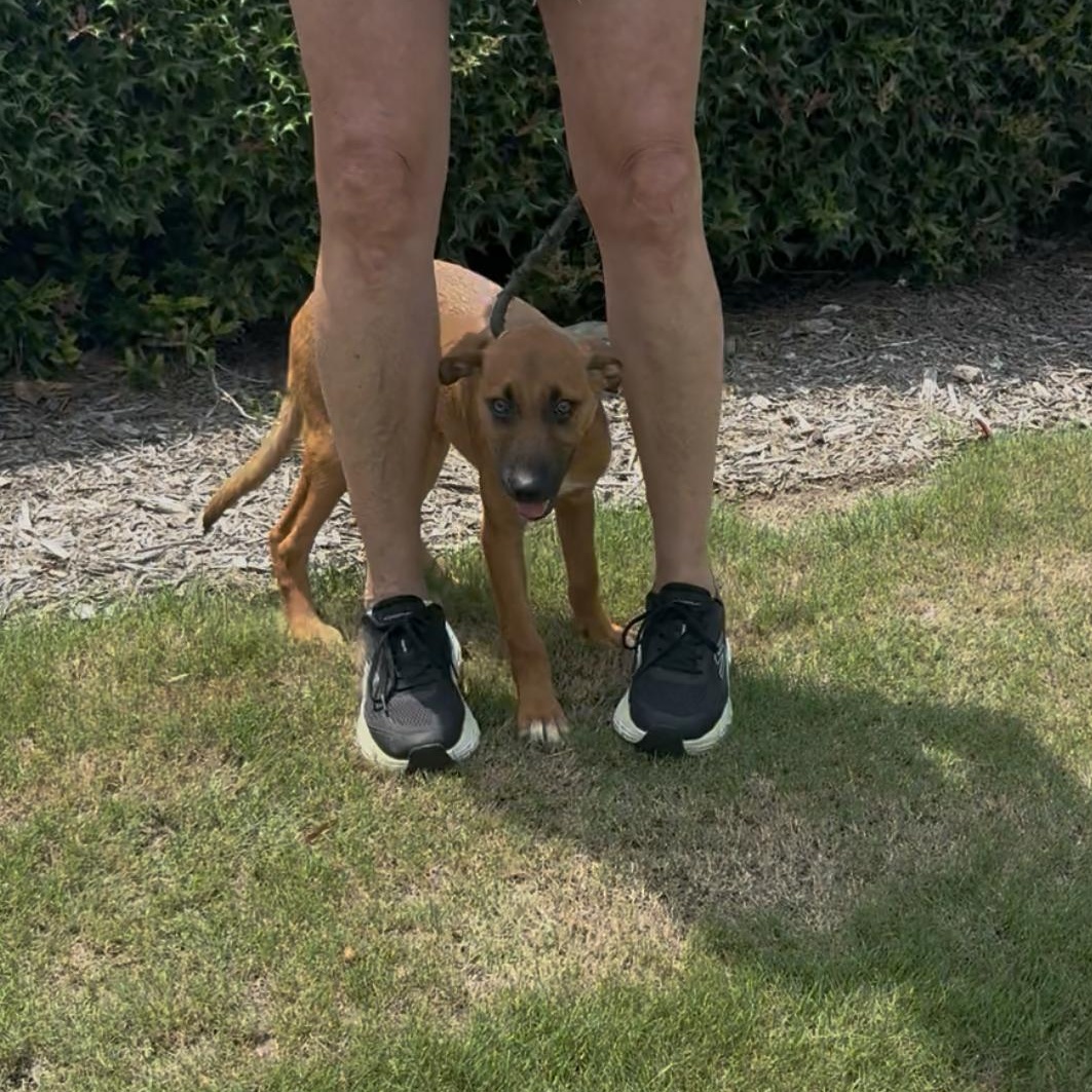 Buzz, a Adoptable mixed breed in Chicago, IL image 5/5