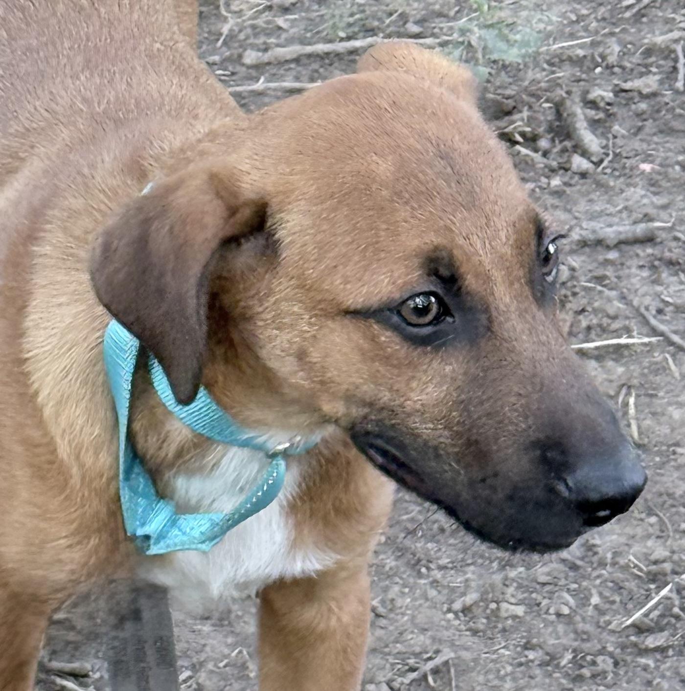 Buzz, Adoptable, Puppy Male Shepherd & Labrador Retriever.