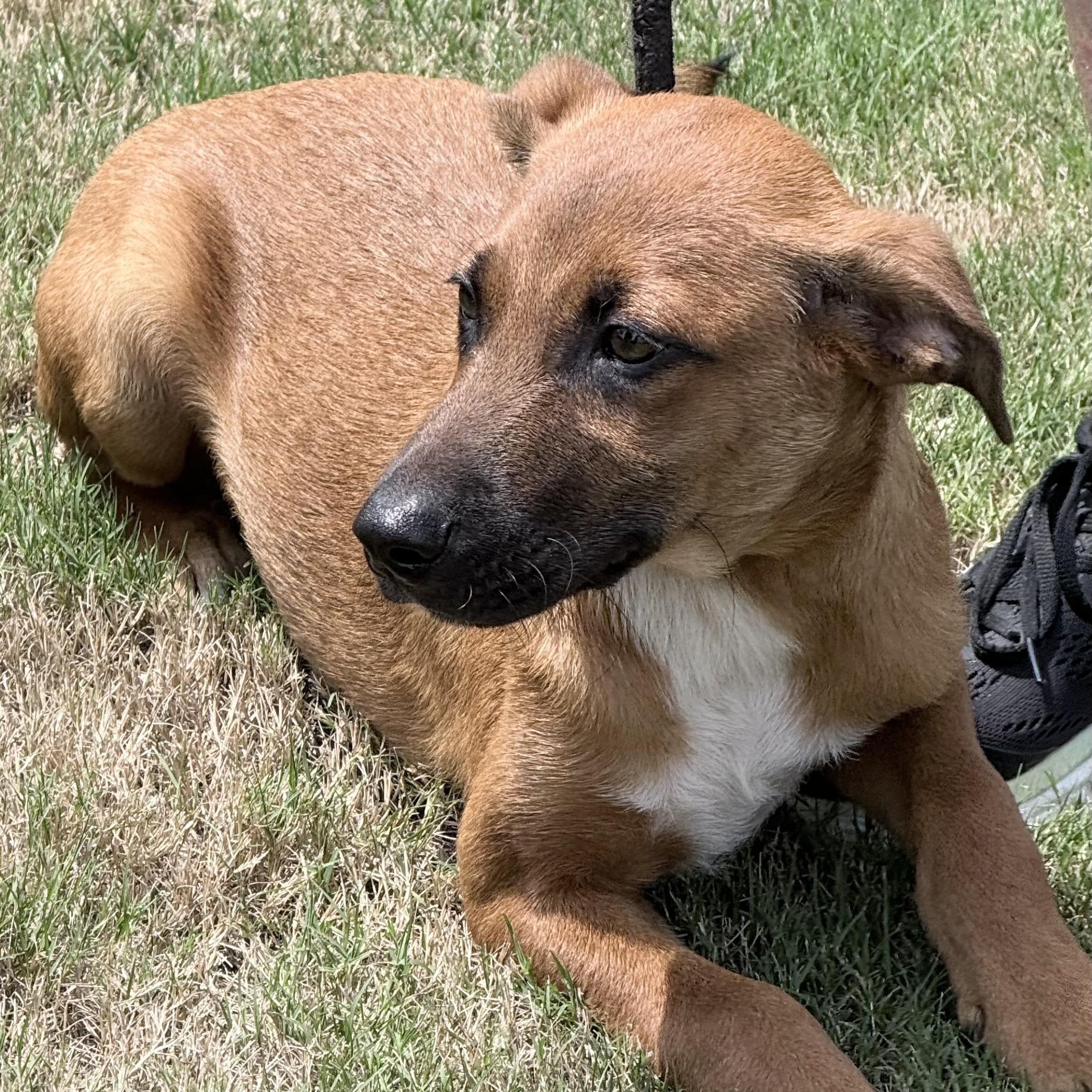 Buzz, a Adoptable mixed breed in Chicago, IL image 2/5