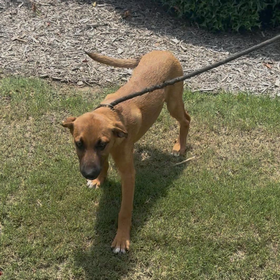 Buzz, a Adoptable mixed breed in Chicago, IL image 4/5