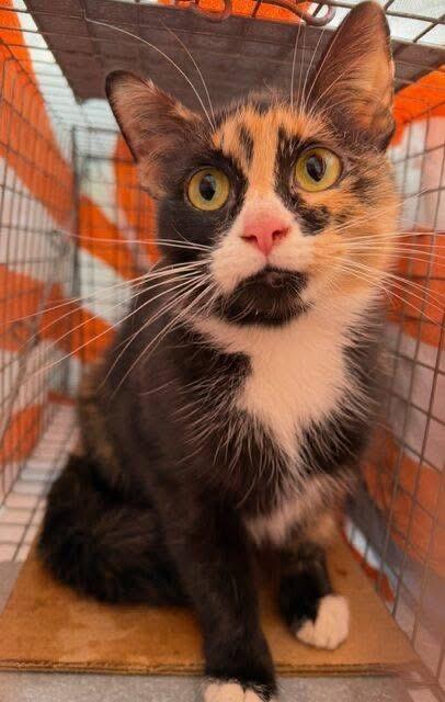 Brie, adopted, Young Female Calico.