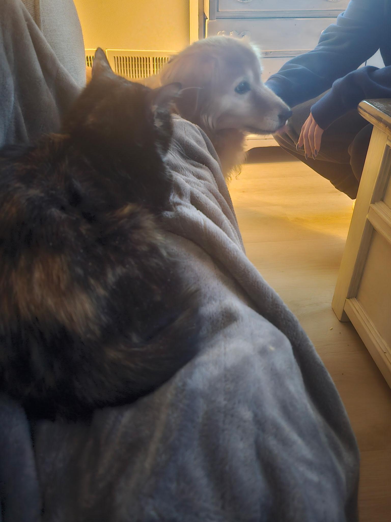Enlarge Brie, an adopted Calico in Rochester, NY image 3/3