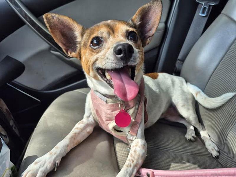 Xyla (VA), a Adopted Rat Terrier in Atlanta, GA image 1/3