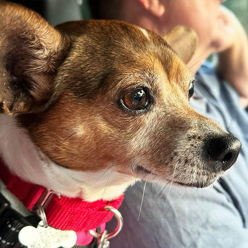 Xyla (VA), a Adopted Rat Terrier in Atlanta, GA image 2/3