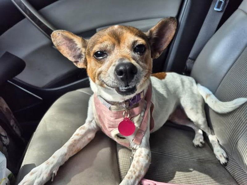 Xyla (VA), a Adopted Rat Terrier in Atlanta, GA image 3/3