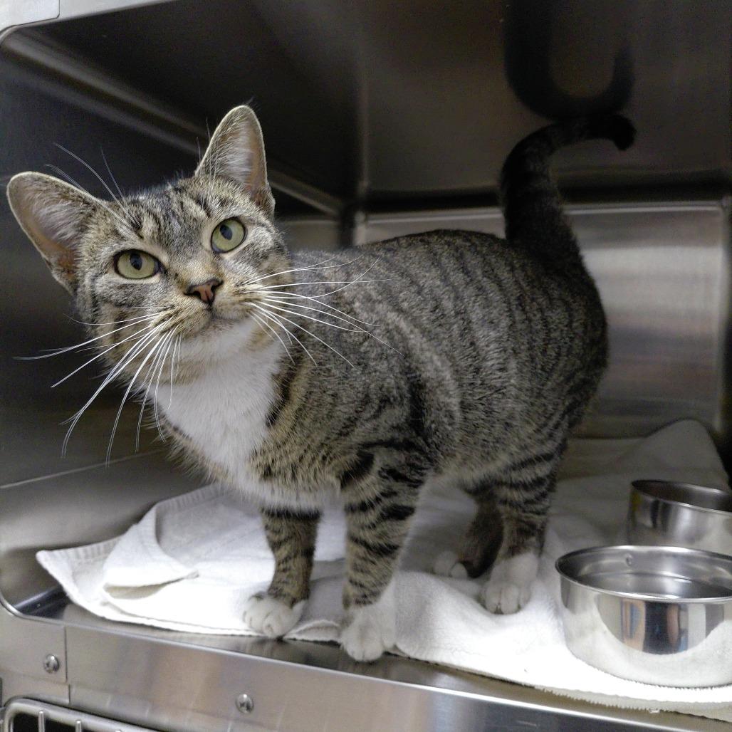 Wendy, adopted, Adult Female Domestic Short Hair.