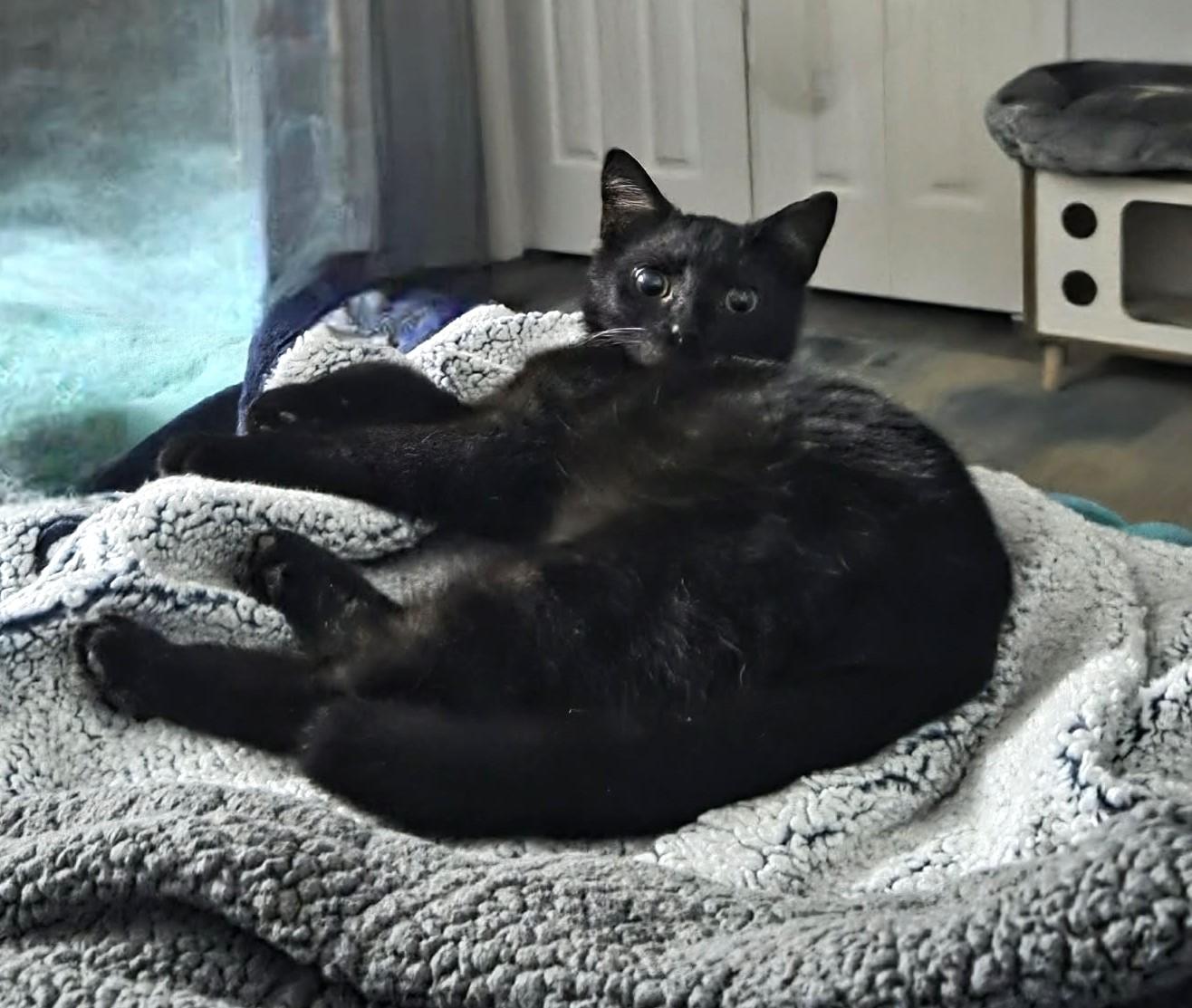 Enlarge Mario, an adopted Domestic Short Hair in Greensburg, PA image 4/5