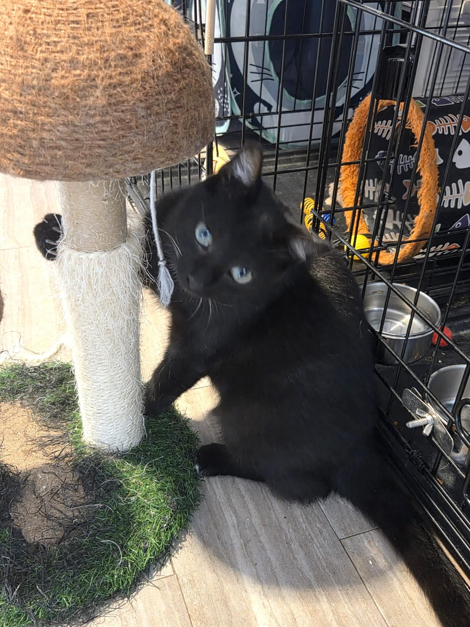 Enlarge Mario, an adopted Domestic Short Hair in Greensburg, PA image 2/5