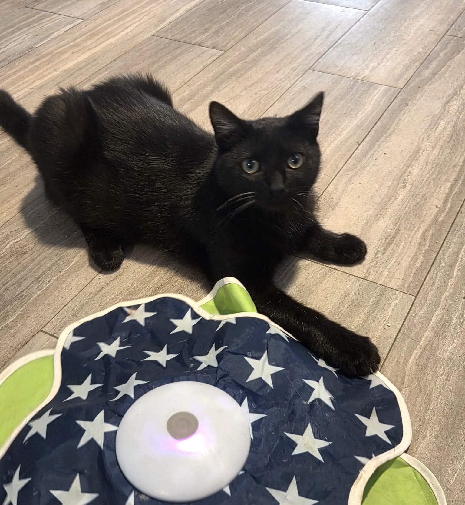 Enlarge Mario, an adopted Domestic Short Hair in Greensburg, PA image 3/5