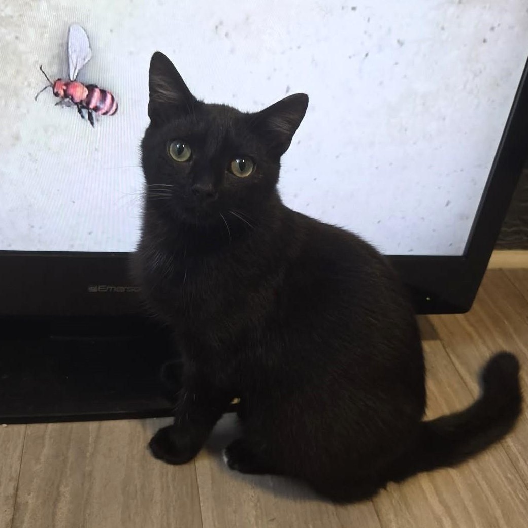 Enlarge Mario, an adopted Domestic Short Hair in Greensburg, PA image 1/5