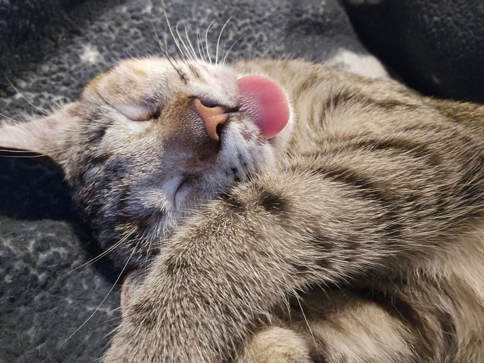 Enlarge Winky, a Adopted mixed breed in MONTGOMERY, TX image 1/3