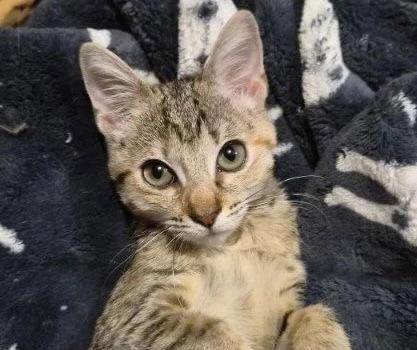 Enlarge Winky, a Adopted mixed breed in MONTGOMERY, TX image 2/3