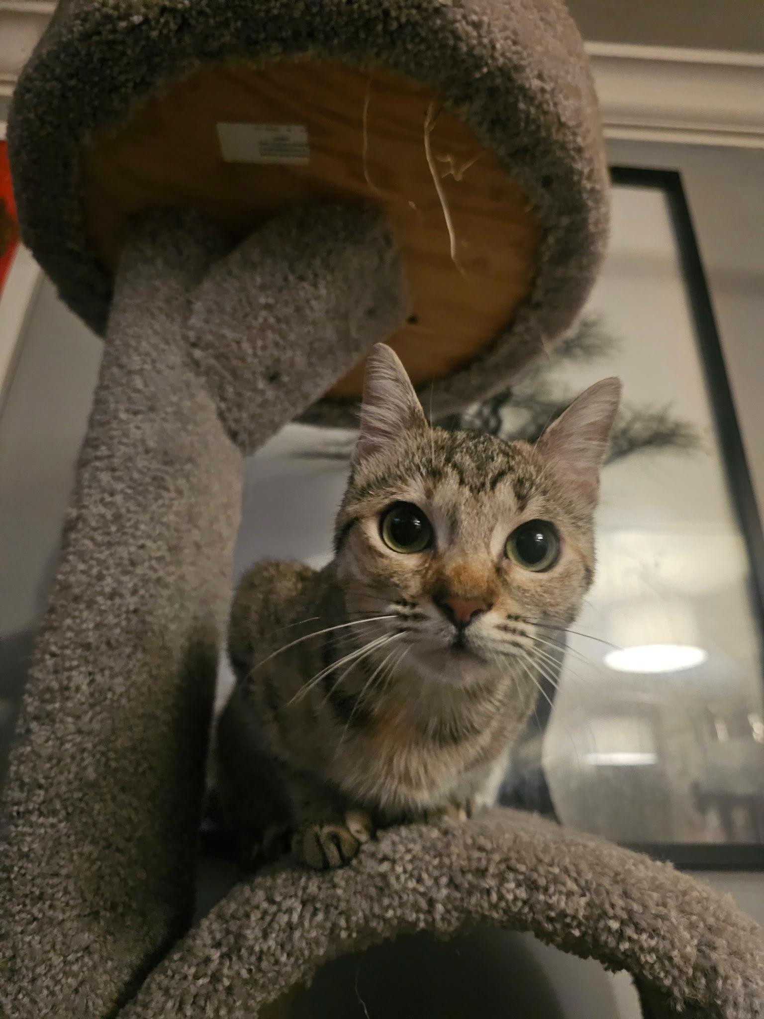 Enlarge Winky, a Adopted mixed breed in MONTGOMERY, TX image 3/3