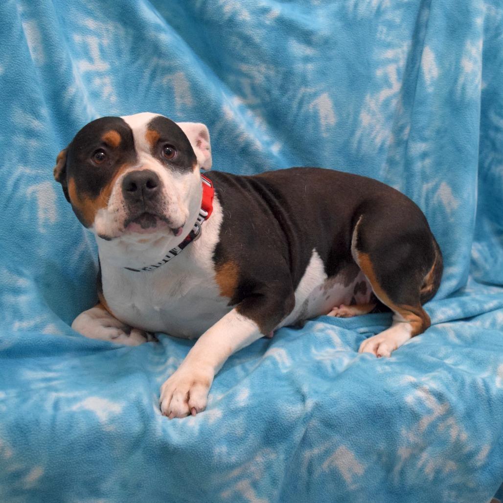 Dahlia, Adoptable, Adult Female English Bulldog & Pit Bull Terrier.