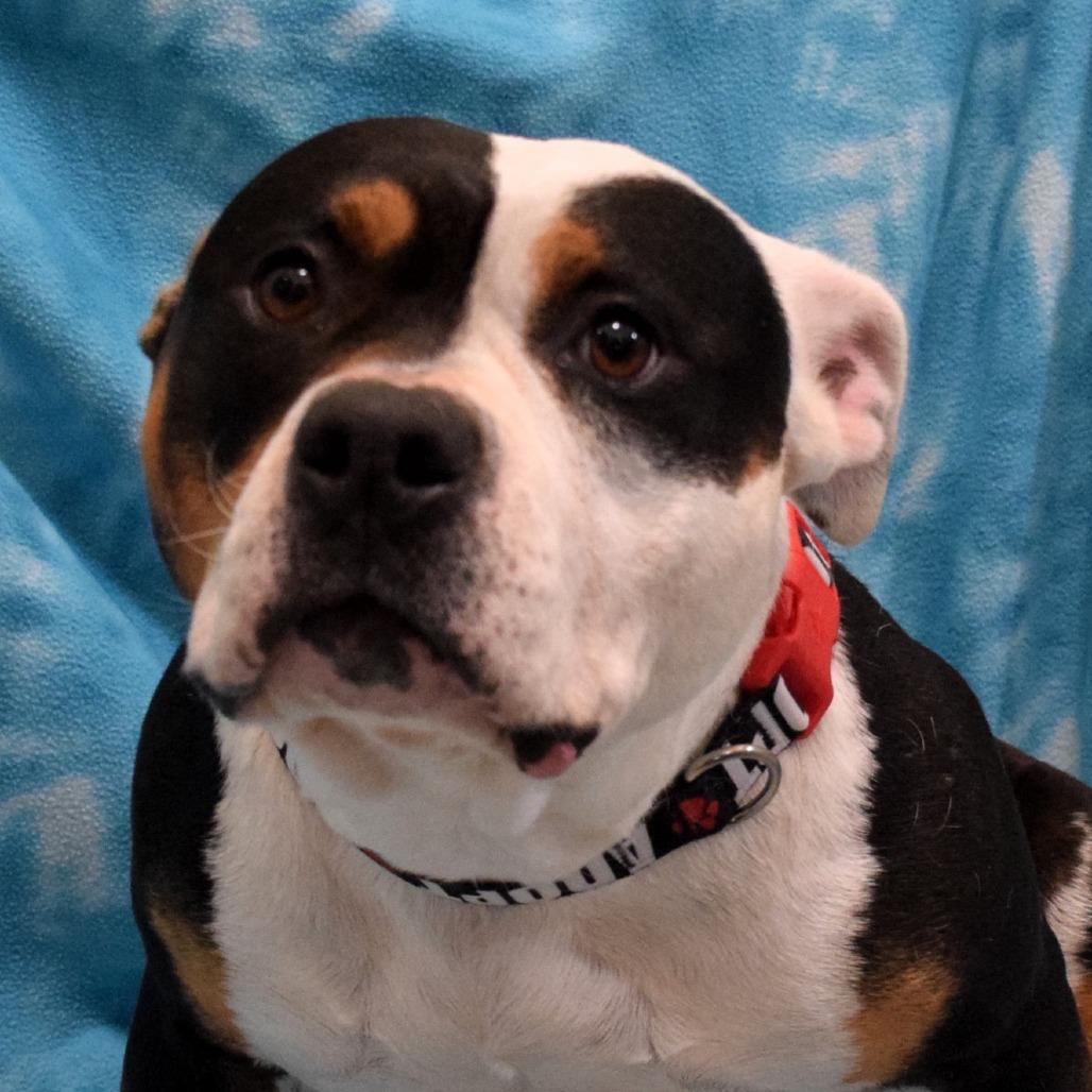 Enlarge Dahlia, a Adoptable mixed breed in Eureka, CA image 2/3