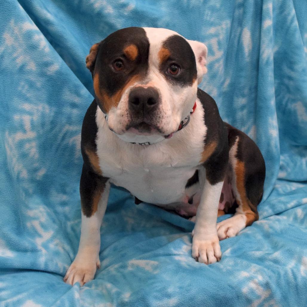 Enlarge Dahlia, a Adoptable mixed breed in Eureka, CA image 3/3