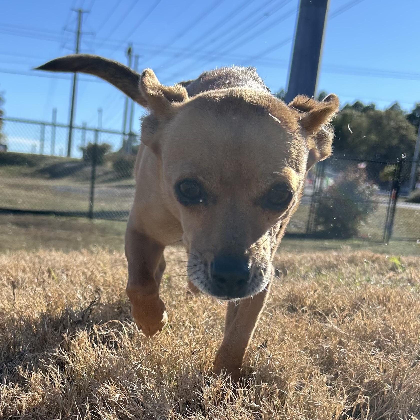 Enlarge Dior, an adopted mixed breed in West Chester, PA image 4/5