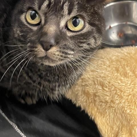 Celery, Adoptable, Adult Female Domestic Short Hair.