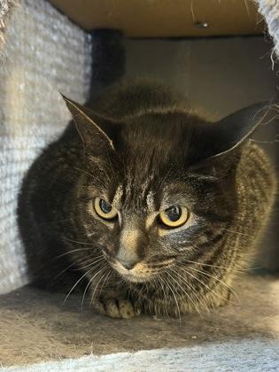 Enlarge Celery, a Adoptable Domestic Short Hair in Plano, TX image 2/2